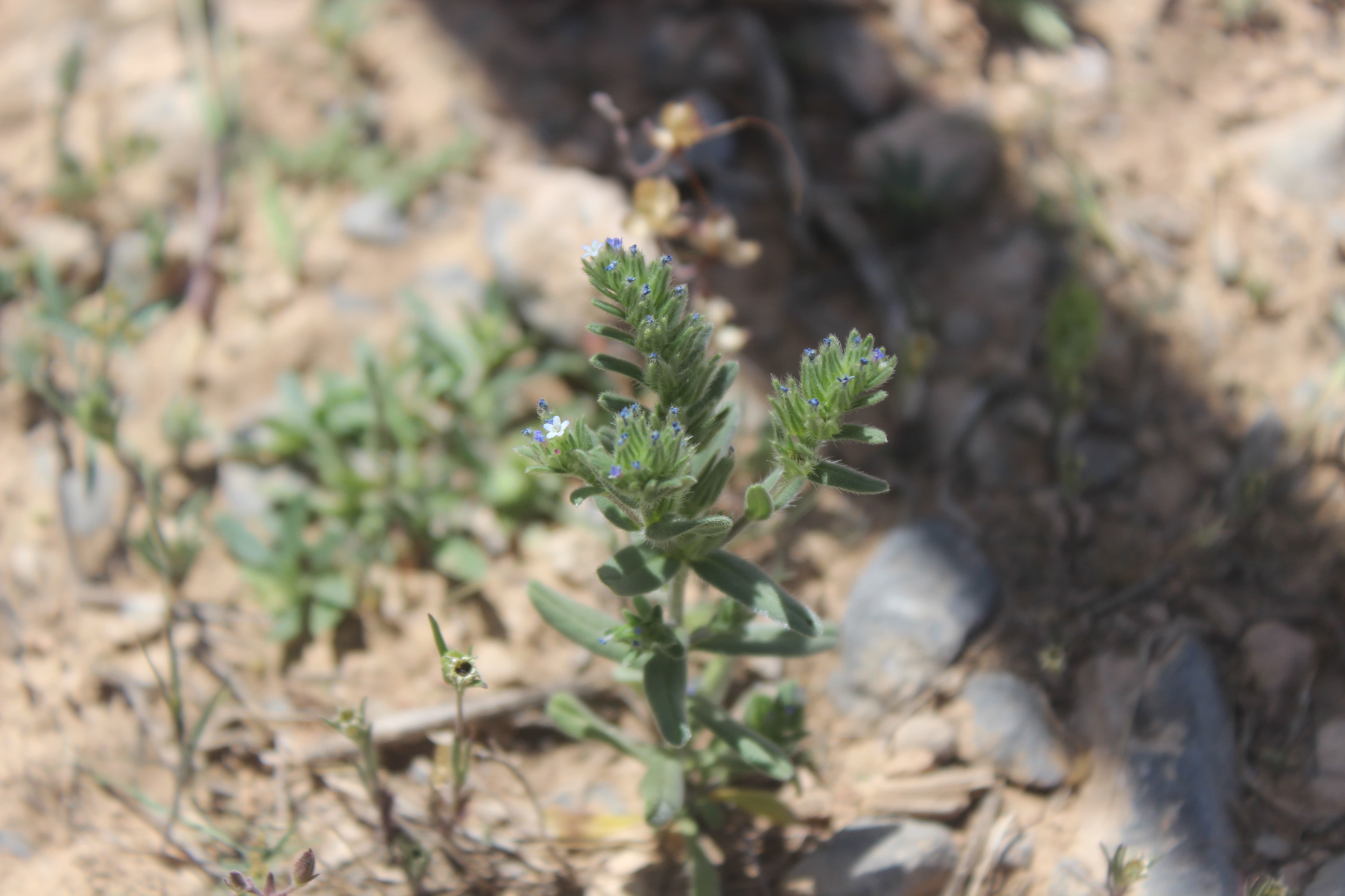 Plant Image